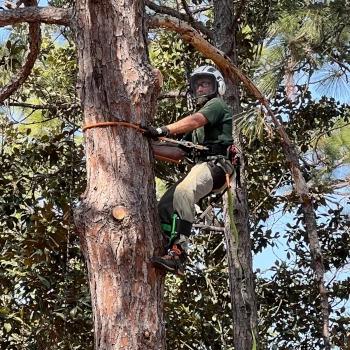 Climber in large pine