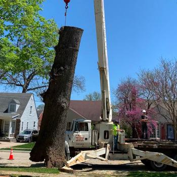 Crane holding large oak log