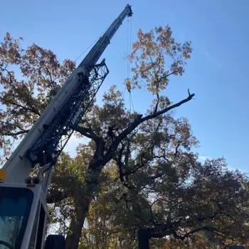 Crane rigging large oak limb