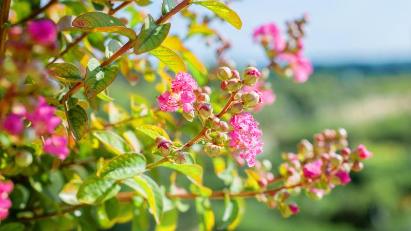 Crepe Myrtle flowers
