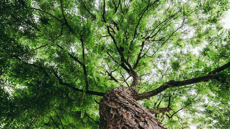 Looking up at large tree canopy