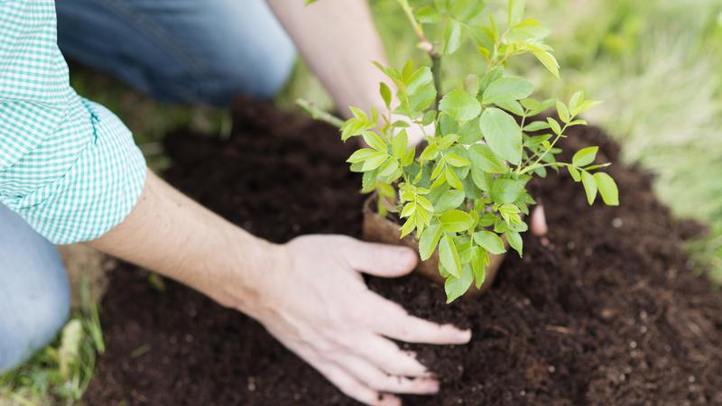 Planting a small tree in the garden