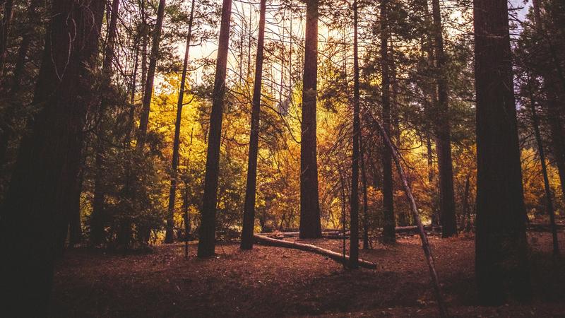 A stand of trees in the forest