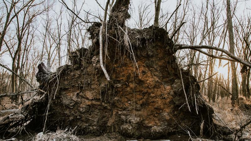 Rootball of a tree from the bottom after uprooting