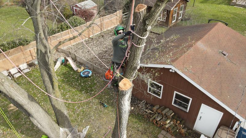 Climber tying knot around branch