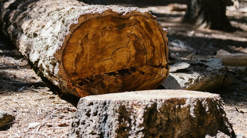 Tree felled laying next to stump