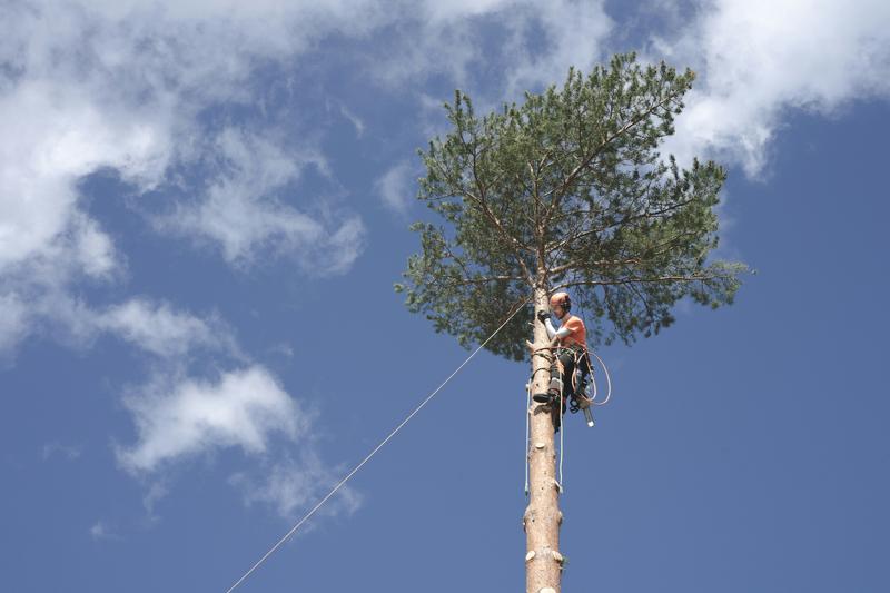 Climber topping a large pine tree