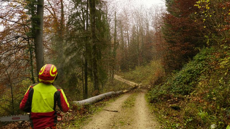 Tree worker with safety gear on road