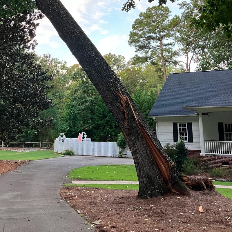 Tree with broken trunk and roots